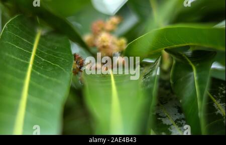 Red ant sur des feuilles de mangue dans les arbres Banque D'Images