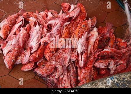 Fresh brujo (poisson scorpion) dans le marché de poissons de Puerto Ayora, l'île Santa Cruz, Galapagos, Equateur Banque D'Images