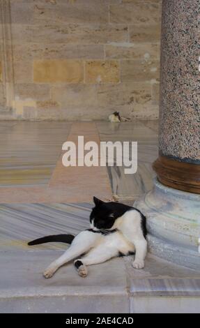 Un résident street cat palefreniers lui-même dans la cour de la mosquée de Fatih, Istanbul, Turquie Banque D'Images