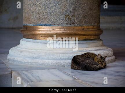 Un résident street cat dort dans la cour intérieure de la mosquée de Fatih, Istanbul, Turquie Banque D'Images