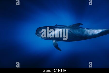 Whale plongée à travers les rayons de lumière dans l'océan Banque D'Images