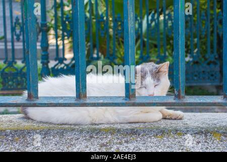 Un résident street cat dort dans le cimetière de la mosquée de Fatih, Istanbul, Turquie Banque D'Images