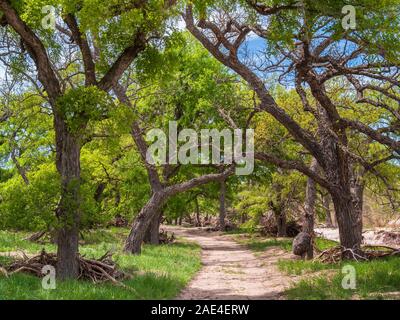 River Trail, South Llano River State Park, Junction, Texas. Banque D'Images