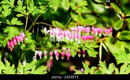 Le chèvrefeuille en fleurs plante en Ecosse Banque D'Images