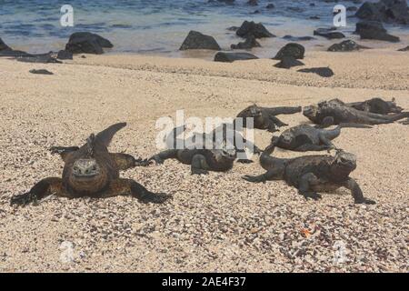 L'attaque des iguanes marins (Amblyrhynchus cristatus), Isla Isabela, îles Galapagos, Equateur Banque D'Images