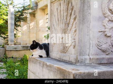 Un résident street cat dort dans le cimetière de la mosquée de Fatih, Istanbul, Turquie Banque D'Images