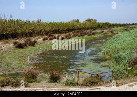 France, Arles, Camargue, Banque D'Images