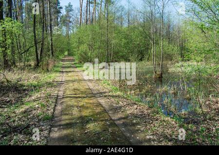 Route à travers une forêt marécageuse - voir sur une journée de printemps ensoleillée Banque D'Images