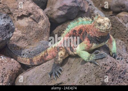 Colorful marine iguana (Amblyrhynchus cristatus), l'île Santa Cristobal, îles Galapagos, Equateur Banque D'Images