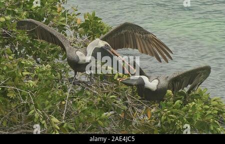 Le Pélican brun (Pelecanus occidentalis), l'île Santa Cruz, Galapagos, Equateur Banque D'Images