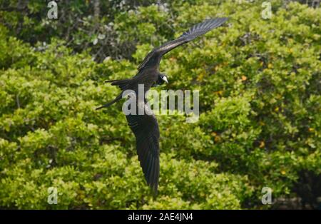 Le Pélican brun (Pelecanus occidentalis), l'île Santa Cruz, Galapagos, Equateur Banque D'Images