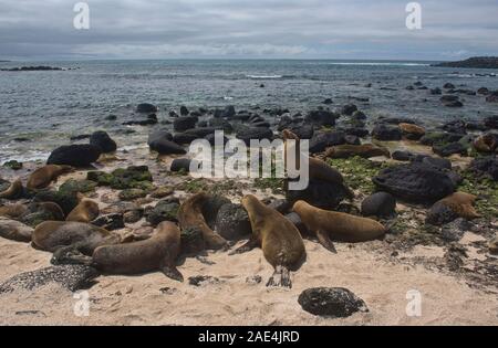 Le lion de mer Galapagos (Zalophus wollebaeki) à la Loberia, Ile San Cristobal, îles Galapagos, Equateur Banque D'Images