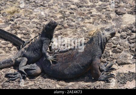 Iguane marin (Amblyrhynchus cristatus), l'île Santa Cruz, Galapagos, Équateur Banque D'Images