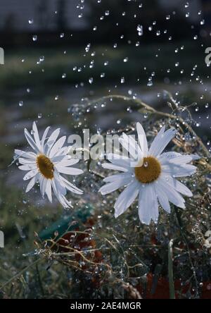 Marguerite blanche fleurs sous l'éclairage des gouttes d'eau par les rayons du soleil, à l'arrosage de jardin Banque D'Images