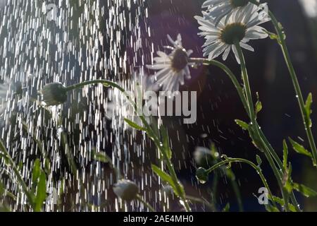 Marguerite blanche fleurs sous l'éclairage des gouttes d'eau par les rayons du soleil, à l'arrosage de jardin Banque D'Images