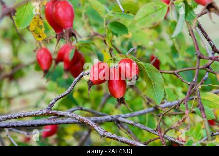 Hanches rouge sur un buisson à l'automne Banque D'Images