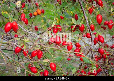 Hanches rouge sur un buisson à l'automne Banque D'Images