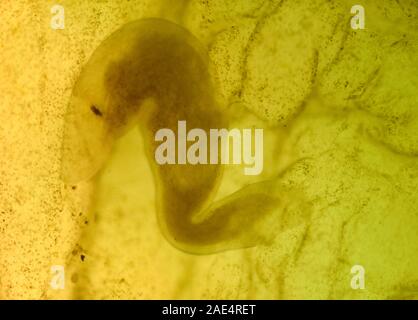 Ascidiacea (communément appelé ascidie ou seringues de mer) est un groupe paraphylétique classe dans l'embranchement Tunicata de sac-comme filtre d'invertébrés marins Banque D'Images