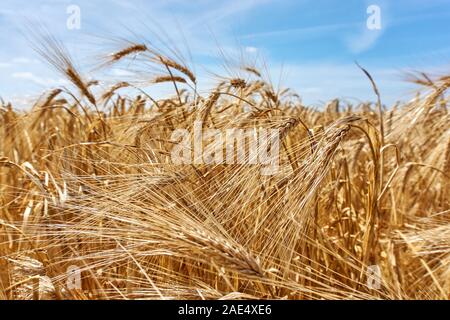 Gros plan de grains jaunes dorés saturés ou de plants de blé dans un champ de blé sous un ciel bleu. Banque D'Images