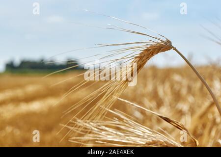 Tête de blé jaune ou tête de grain en vue contre un paysage flou sous un ciel bleu. Banque D'Images