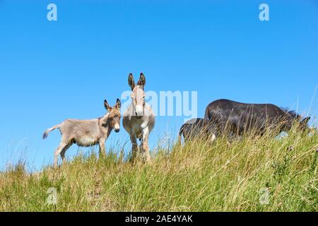 Les jeunes de couleur claire ou âne ânesse et l'ânon debout à côté de l'autre dans un champ avec de l'herbe haute et deux ânes noir contre la saturation Banque D'Images