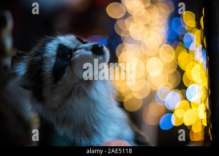 Le raton laveur est situé en face de l'arbre de Noël et de guirlandes Banque D'Images