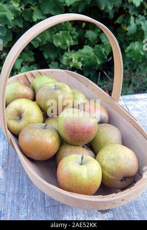 Malus domestica - récolte de pommes biologiques noyau Ashmead dans trug Banque D'Images