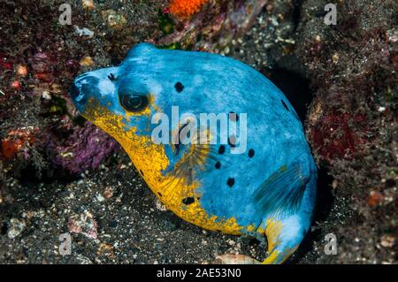 La nuit, puffer Épinoche tachetée Arothron nigropunctatus, Tulamben, Bali, Indonésie Banque D'Images