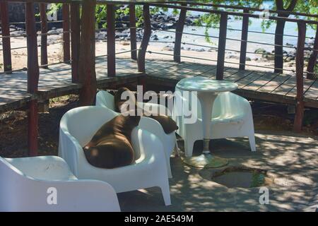 Table pour deux ? Les lions de mer se prélasser, Ile San Cristobal, îles Galapagos, Equateur Banque D'Images