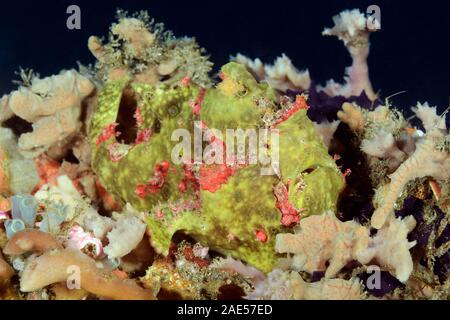 Poisson grenouille verruqueux, Antennarius maculatus, Padang Bai, Bali, Indonésie. Les poissons grenouille est un maître du camouflage. Elle siège en attendre, immobile, mélangé perfe Banque D'Images