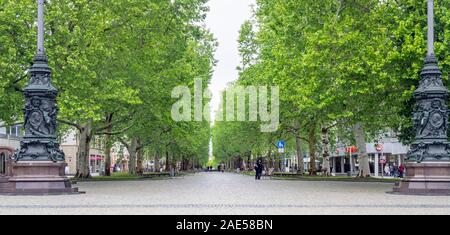 Hauptstrasse avenue piétonne bordée d'arbres au printemps sycomores Innere Neustadt Dresden Saxe en Allemagne. Banque D'Images