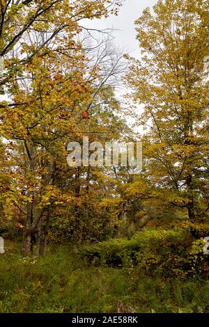 Feuillage d'automne dans un parc près de Burt Henry sur un pont couvert de froid dans la ville de la Nouvelle Angleterre de Bennington, Vermont Banque D'Images