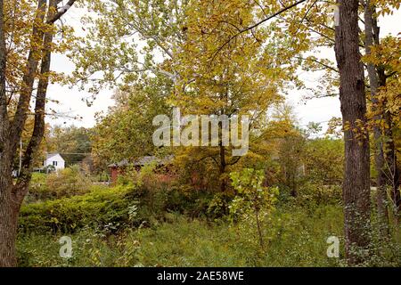 Feuillage d'automne dans un parc près de Burt Henry sur un pont couvert de froid dans la ville de la Nouvelle Angleterre de Bennington, Vermont Banque D'Images