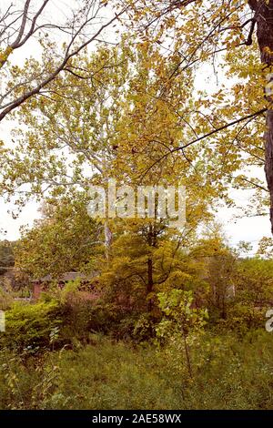 Feuillage d'automne dans un parc près de Burt Henry sur un pont couvert de froid dans la ville de la Nouvelle Angleterre de Bennington, Vermont Banque D'Images