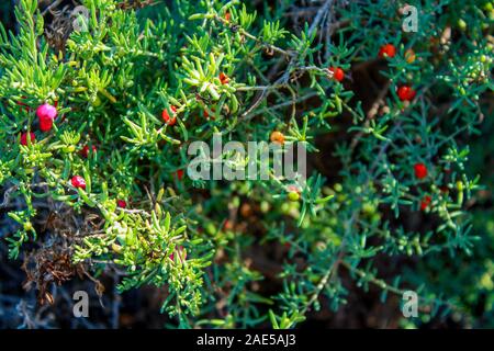 Close-up of ruby saltbush avec baies rouges et roses dans le Parc National Mungo en NSW, Australie Banque D'Images