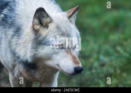 Loup captif gris du Nord-Ouest (Canis Lupus occidentalis) également connu sous le nom de Loup du bois au UK Wolf conservation Trust à Beenham, Berkshire. Banque D'Images