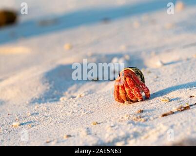 L'ermite de fraises portant sa coquille de protection accueil le long de la plage. Banque D'Images