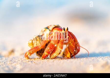 L'ermite de fraises portant sa coquille de protection accueil le long de la plage. Banque D'Images