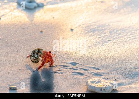 L'ermite de fraises portant sa coquille de protection accueil et laissant ses traces de pas le long de la plage. Banque D'Images