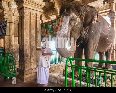 Une femelle éléphant temple travaillant dans un temple hindou, qui bénit les fidèles en plaçant son tronc sur leur tête. Banque D'Images