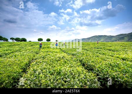 Plantation de thé, ferme, province de Lai Chau, Vietnam - 20 septembre 2019 : images de femmes la récolte du thé vert au début sunshine avec blue sk Banque D'Images