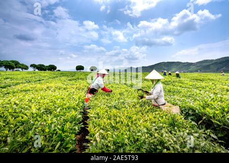 Plantation de thé, ferme, province de Lai Chau, Vietnam - 20 septembre 2019 : images de femmes la récolte du thé vert au début sunshine avec blue sk Banque D'Images