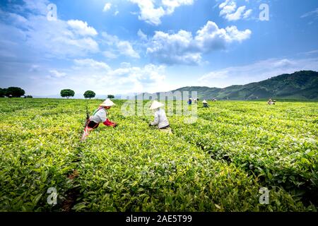 Plantation de thé, ferme, province de Lai Chau, Vietnam - 20 septembre 2019 : images de femmes la récolte du thé vert au début sunshine avec blue sk Banque D'Images