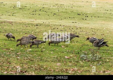 Canards en bois australien se nourrissant de l'herbe à l'échelle fédérale Golf Club, ACT, Australie sur un matin de printemps en novembre 2019 Banque D'Images