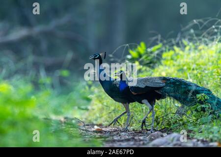 Paons indiens ou Peacock en fond vert en hiver matin au parc national de Ranthambore, en Inde. faune paysage ou peinture d'oiseau national Banque D'Images