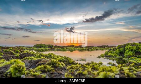 Regardant le coucher du soleil sur la plage de Batu Bolong Canggu, Bali avec des algues vertes Banque D'Images