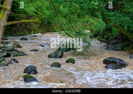 Ruisseau de montagne s'écoule autour des arbres avec Rocky River dans le sol forestier Borjomi Banque D'Images