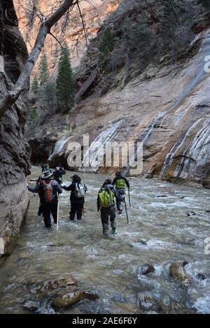 Les randonneurs patauger dans la rivière vierge dans les passes. La rivière a sculpté le canyon au cours d'innombrables années. Banque D'Images