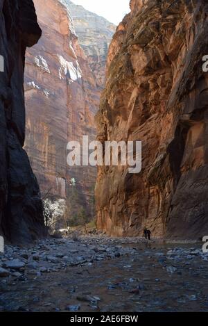 Les randonneurs patauger dans la rivière vierge dans les passes. La rivière a sculpté le canyon au cours d'innombrables années. Banque D'Images