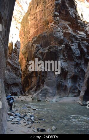 Les randonneurs patauger dans la rivière vierge dans les passes. La rivière a sculpté le canyon au cours d'innombrables années. Banque D'Images